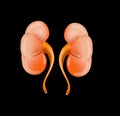 Realistic human kidney isolated black background.