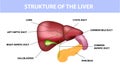 Realistic human liver with designations, liver structure, medical poster. Vector