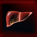 Realistic liver and gallbladder on dark red isolated