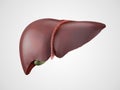 Realistic human liver illustration Royalty Free Stock Photo