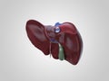 Realistic human liver illustration