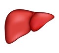 Realistic human liver. Vector medical illustration Royalty Free Stock Photo