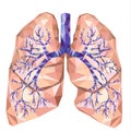 Human lungs with trachea, bronchus, bronchi, carina, in low poly