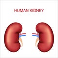 Realistic human organs.Kidneys blood supply, artery and vein