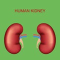 Realistic human organs.Kidneys blood supply, artery and vein