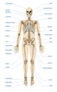 Realistic Human Skeletal System Infographics