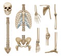 Realistic Human Skeleton Parts Set