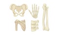 Realistic Human Skeleton Parts Vector Set. Anatomy Skeletal Concept