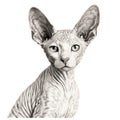 Realistic Hyper-detail Drawing Of A Playful Sphynx Cat