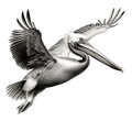 Hyper-realistic Black And White Pelican Drawing - Cinema4d Rendered Illustration