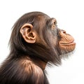 Realistic Hyper-detailed Portrait Of A Chimpanzee In 8k Resolution Royalty Free Stock Photo