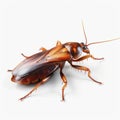 Realistic 3d Cockroach Rendering With High Detail And Precious Materials
