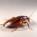 Realistic 3d Stock Photo Of Brown Cockroach On Transparent Background