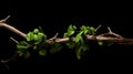 Realistic And Hyper-detailed Vines On Black Background