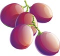 Realistic illustraion of purple grape bunch