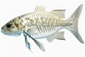 Realistic illustrated dead fish skeleton isolated on white background