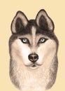 Realistic illustration of beautiful husky