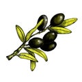 Realistic illustration of black and green olives branch isolated on white background. Design for olive oil, natural cosmetics, Royalty Free Stock Photo