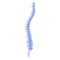 Realistic Illustration Bone Profile Human Spine