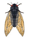 A realistic illustration of a cicada