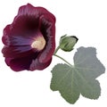 Realistic illustration of claret mallow flower (alcea) isolated on white background Royalty Free Stock Photo