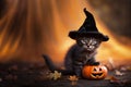 Adorable Cute Kitten Halloween Witch Hat Autumn Background Royalty Free Stock Photo