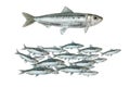 Realistic illustration of european pilchard Royalty Free Stock Photo