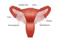 Realistic illustration of female human reproductive system with organs description on white background
