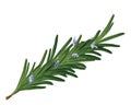 Realistic rosemary flower leaves - realistic branch floral rosemary