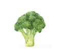 Realistic illustration of fresh broccoli