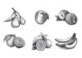 Realistic illustration of fruits in vintage engraving technique.