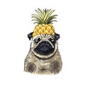 Realistic illustration of a funny pug with a pineapple on his head. Vector illustration. Pug on a white background. For printing, Royalty Free Stock Photo