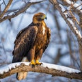 Illustration of a Golden Eagle sat in a snow covered branch of a tree Royalty Free Stock Photo