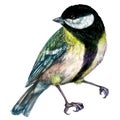 Watercolor Illustration of Great Tit Bird