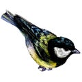 Watercolor Illustration of Great Tit Bird