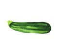 Realistic illustration of green watercolor zucchini, courgette