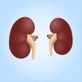 Realistic illustration of human kidneys