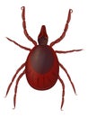 Realistic illustration of the Ixodida or ticks. Ixodes scapularis known as the deer tick or black-legged tick.