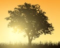Realistic illustration of landscape with deciduous tree, oak or beech and grass under orange morning sky with rising sun, vector Royalty Free Stock Photo