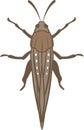 Locust or Grasshopper