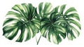 A realistic illustration of lush Monstera deliciosa leaves