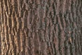 Realistic illustration of maple bark close up. Acer barrel texture. Background from living wood. Skin of the forest nature