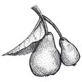 Realistic illustration of pears in vintage engraving technique.