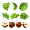 realistic illustration of a peeled hazelnut and green hazel leaves