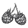 Realistic illustration of raspberry in vintage engraving technique