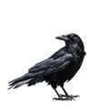A realistic illustration of a raven standing Royalty Free Stock Photo