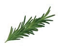 Realistic rosemary leaves - realistic rosemary branch