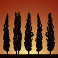 Realistic illustration of silhouettes of five trees - poplars, g