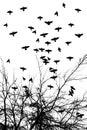 Realistic illustration with silhouettes of three birds - crows or ravens sitting on tree branch without leaves and Royalty Free Stock Photo