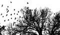 Realistic illustration with silhouettes of three birds - crows or ravens sitting on tree branch without leaves and Royalty Free Stock Photo